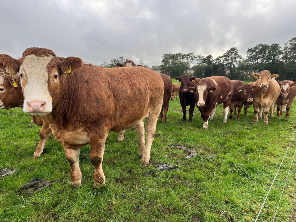 Finishing bullocks at grass