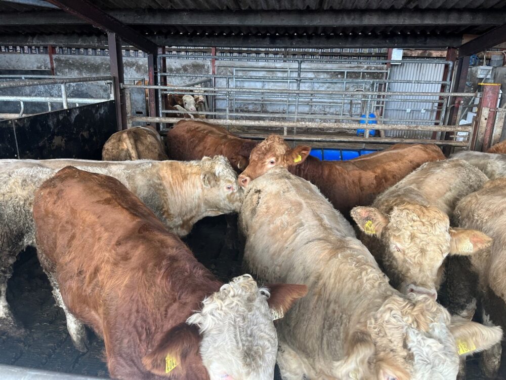 Growing continental bulls in slatted shed