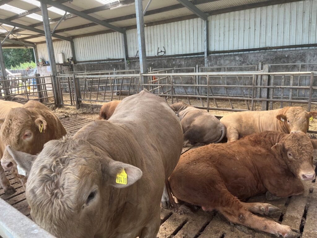 Finishing bulls in shed