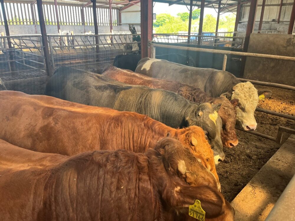 Finishing bulls in shed