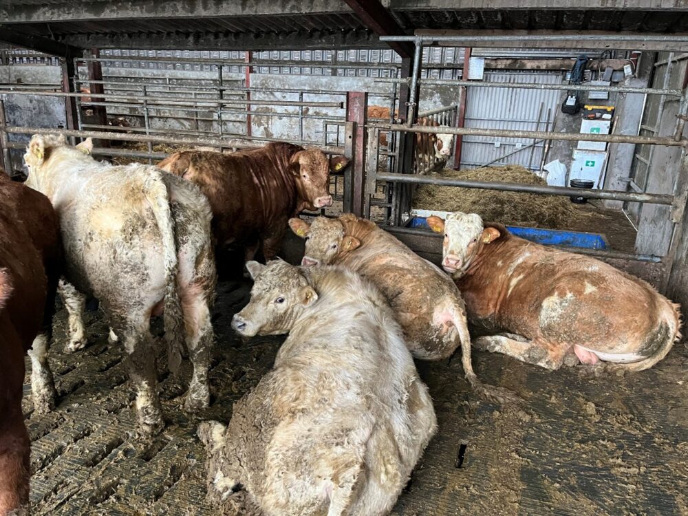 Finishing bulls lying on slats with mats