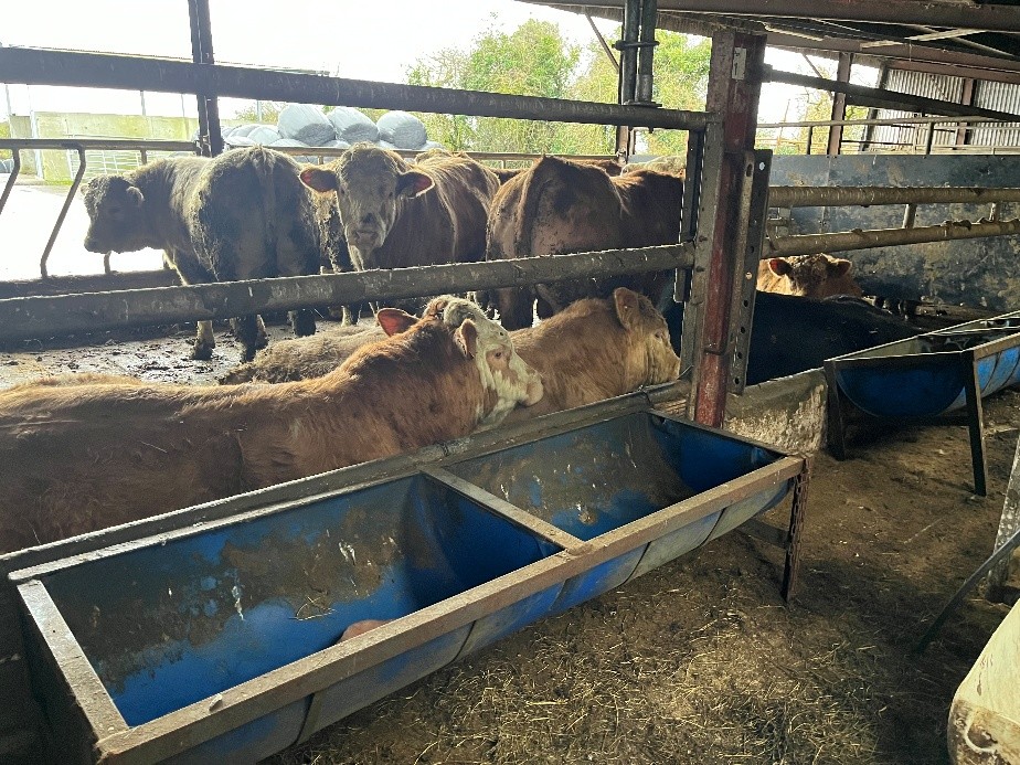Finishing bulls have feed access from both sides of slatted pen