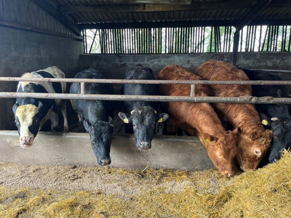 Finishing bullocks eating ration at feed barrier