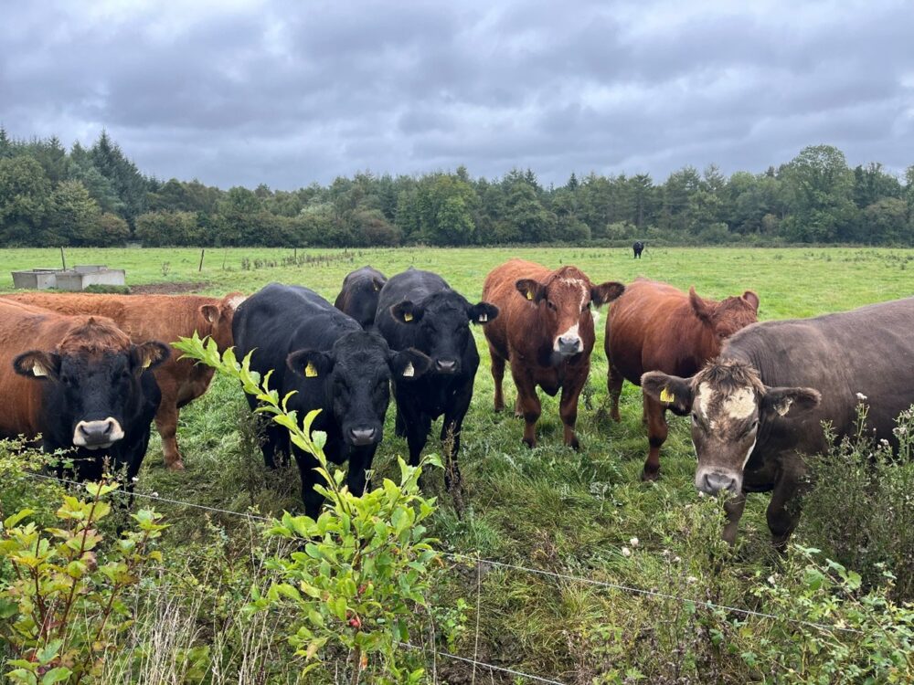 Finishing cattle at grass