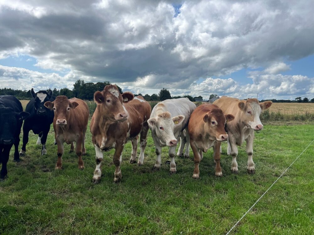 Continental bullocks and heifers in field