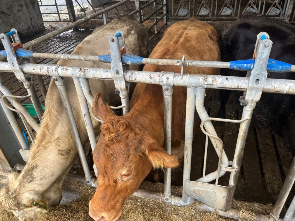 Suckler cows eating silage through feed barriers in a shed