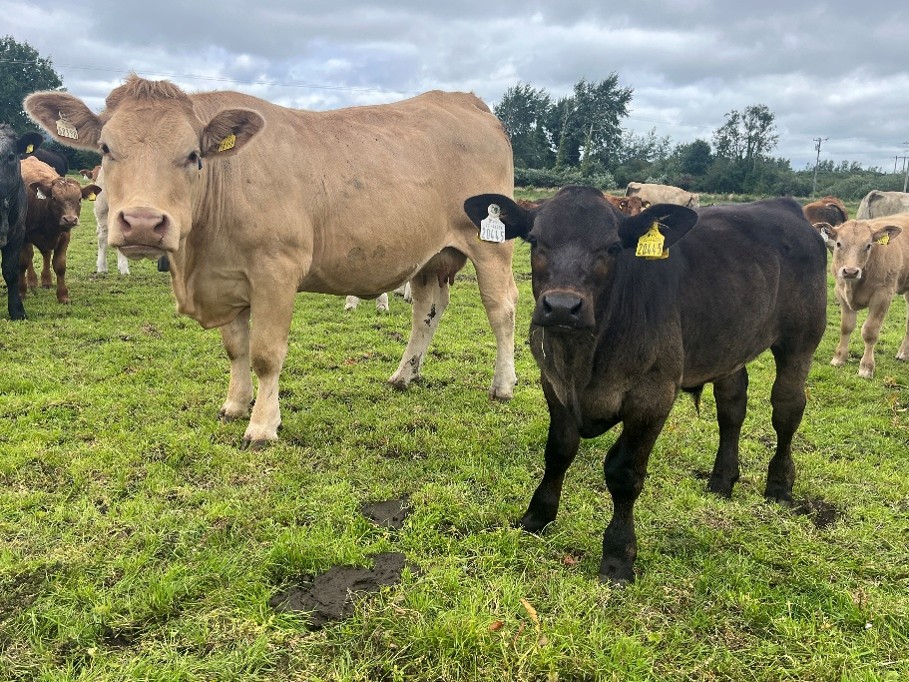 First calved heifer with calf at foot