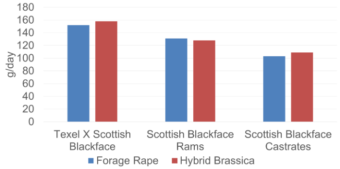 Forage rape versus brassica, details in text