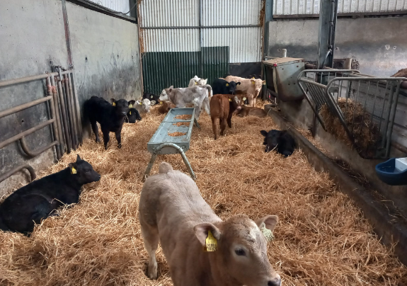 Calves in creep area