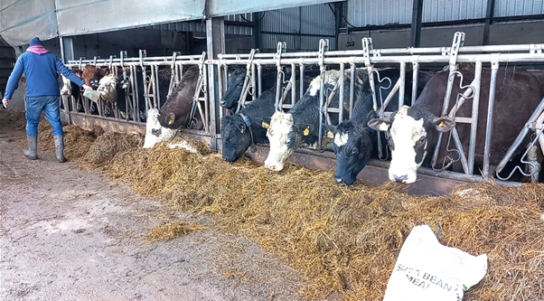 Feeding soya bean meal to suckler cows in shed