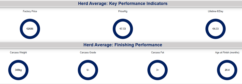icbf finishing report for 2024 born heifers showing heifers were finished at 20.4 months of age at a carcass weight of 348kg 