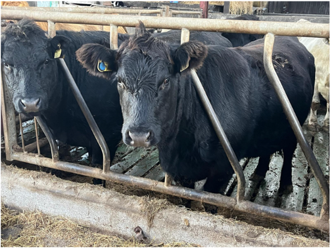 Two heifers at feed barrier
