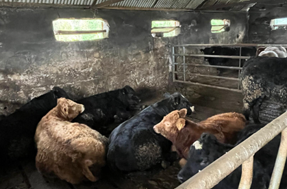 Weanling bulls lying down in slatted shed