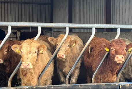 Weanling heifers in shed