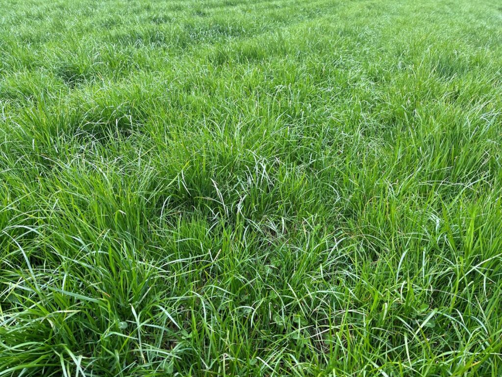 Grass/clover field
