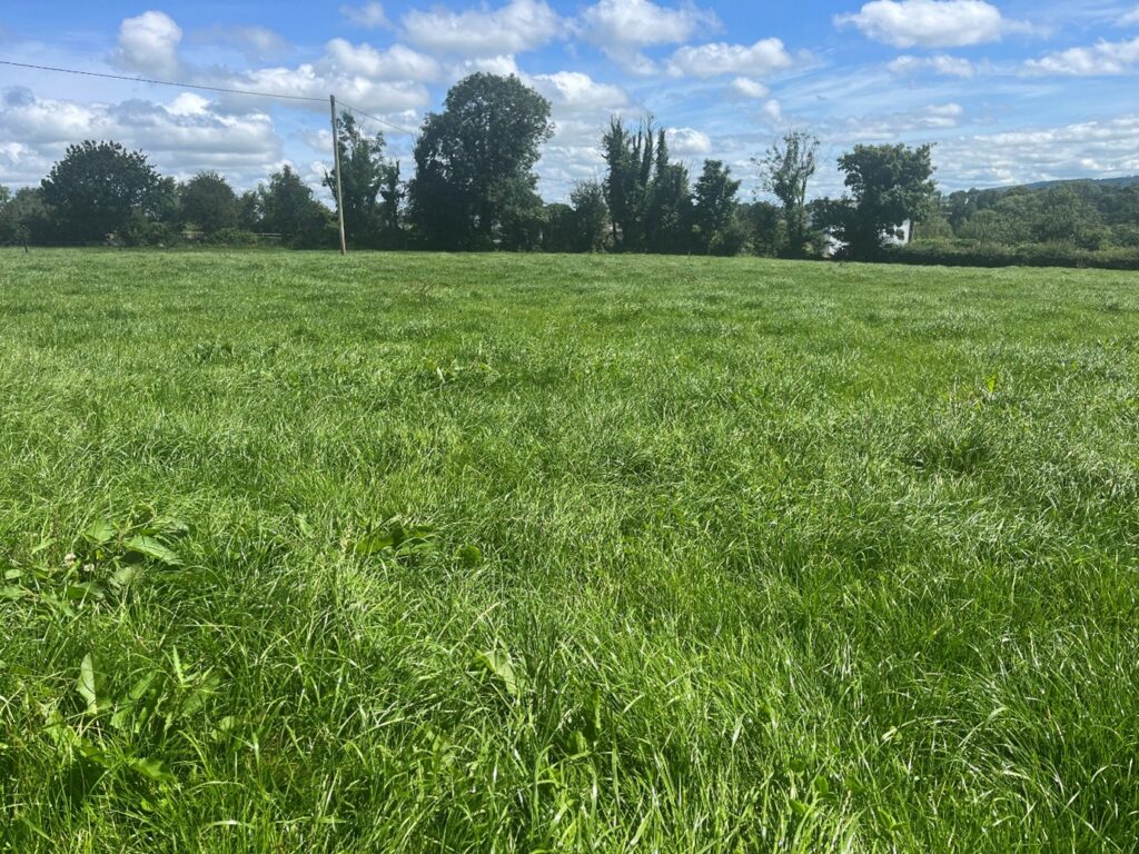 Growing crop of second cut silage AF