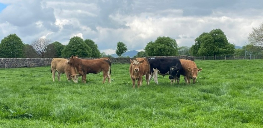 Beef heifers with FRX teaser bull
