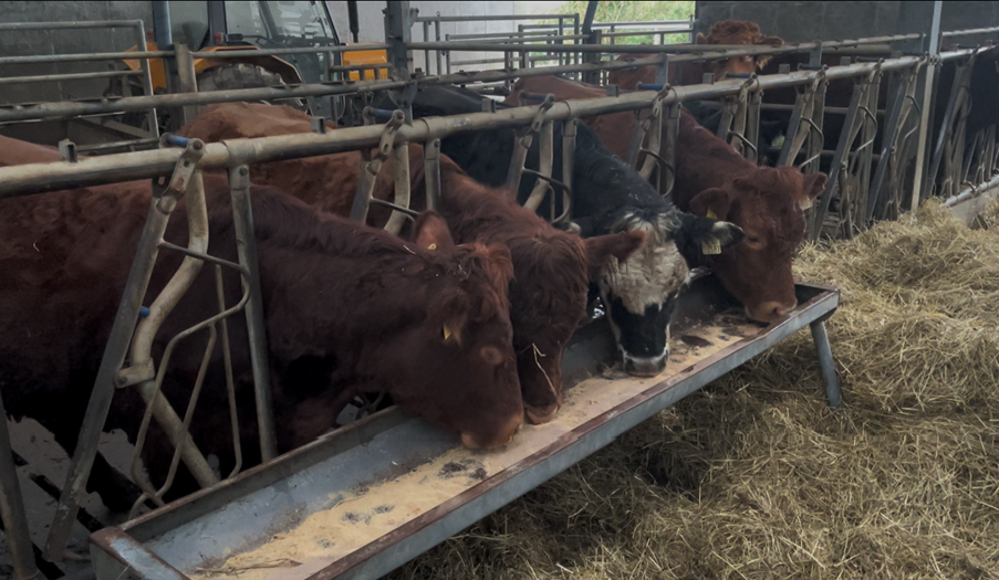 In calf heifers eating soya and minerals JS