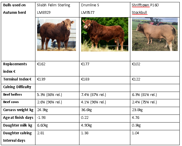 Traits of bulls used on autumn herd