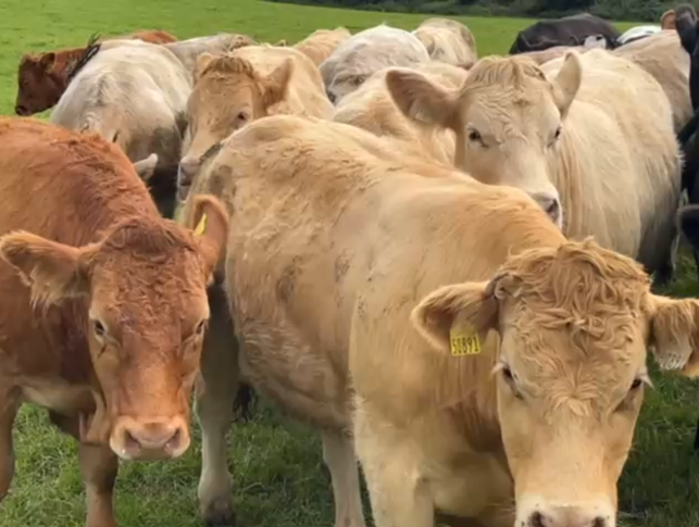 Store cattle at grass