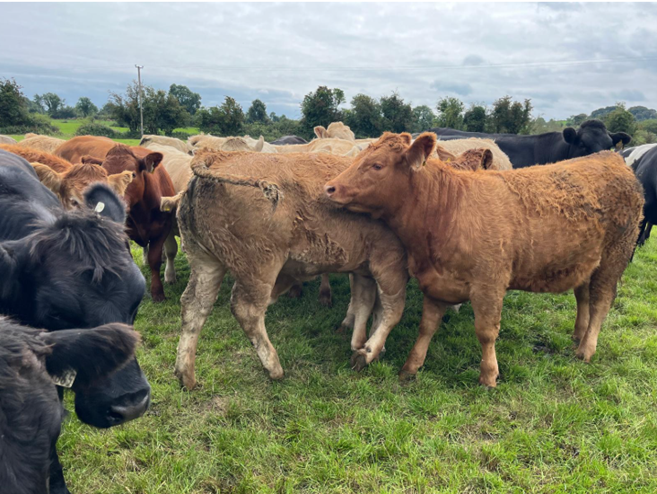 Store cattle at grass