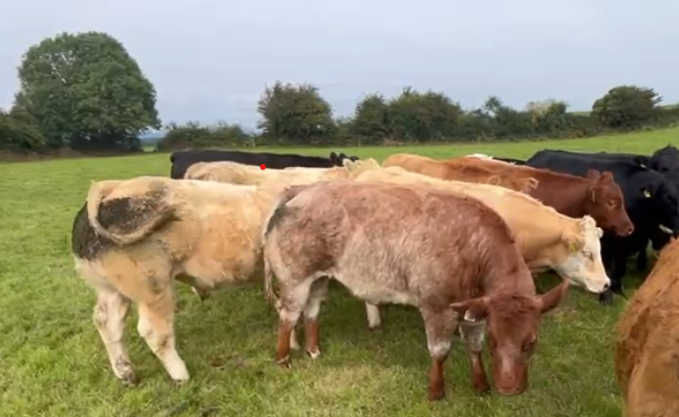 Store cattle at grass