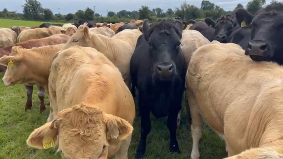 Store cattle at grass