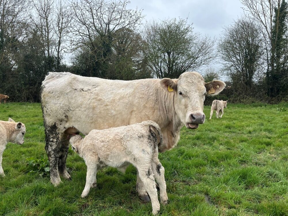 Charolais cow with calf suckling in field