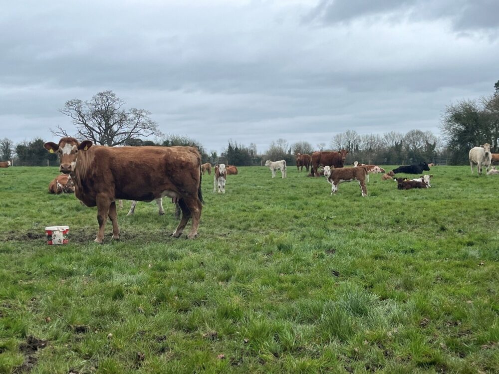Cows and calves in grass field
