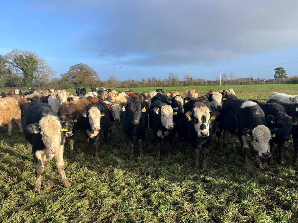 Weanling cattle at grass
