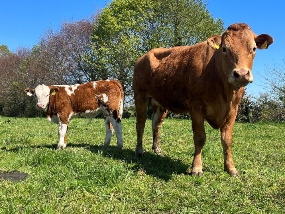 SI4350 Simmental calf with his LimousinX dam