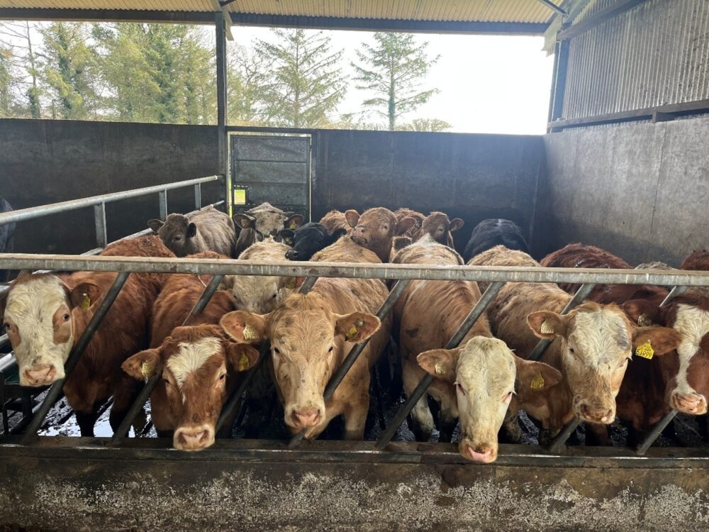 suckler beef heifers in slatted shed before going to grass