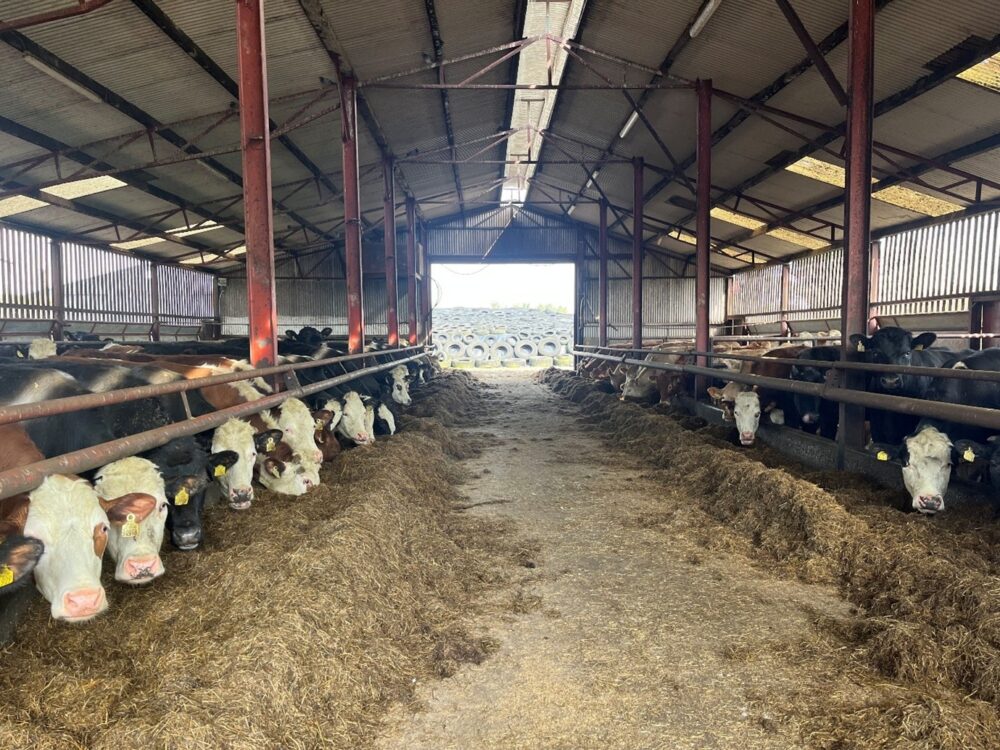 finishing cattle in slatted shed looking out through feed barrier