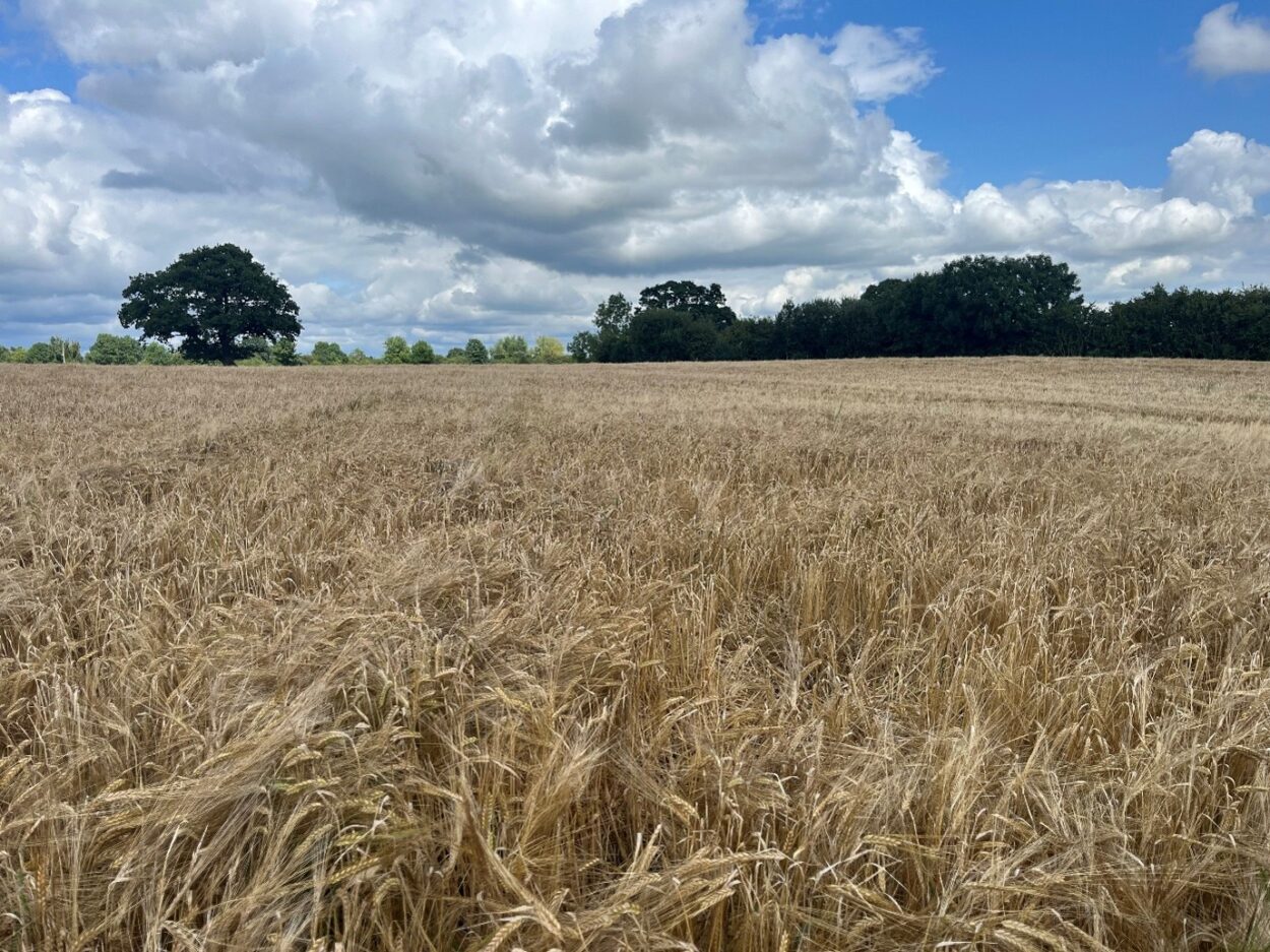 Field of spring barley 