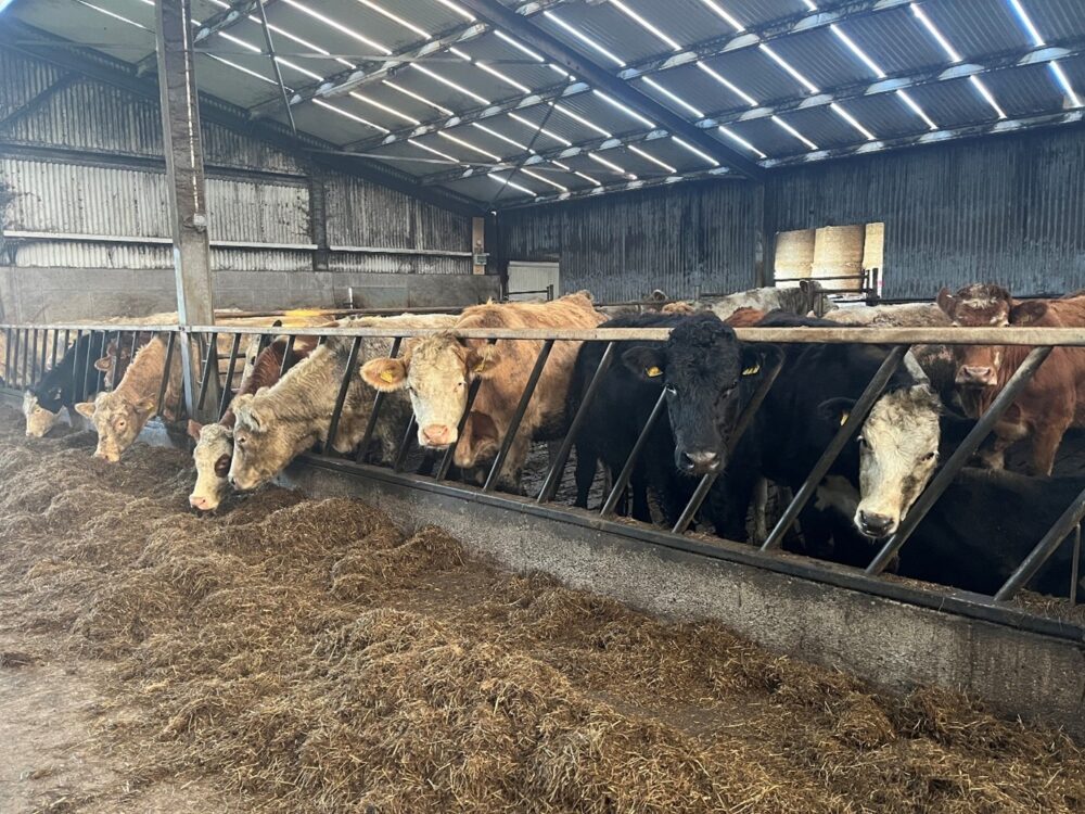 Suckler cows in shed