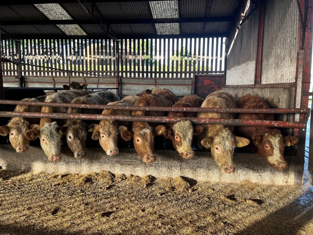 Suckler store cattle in a pen