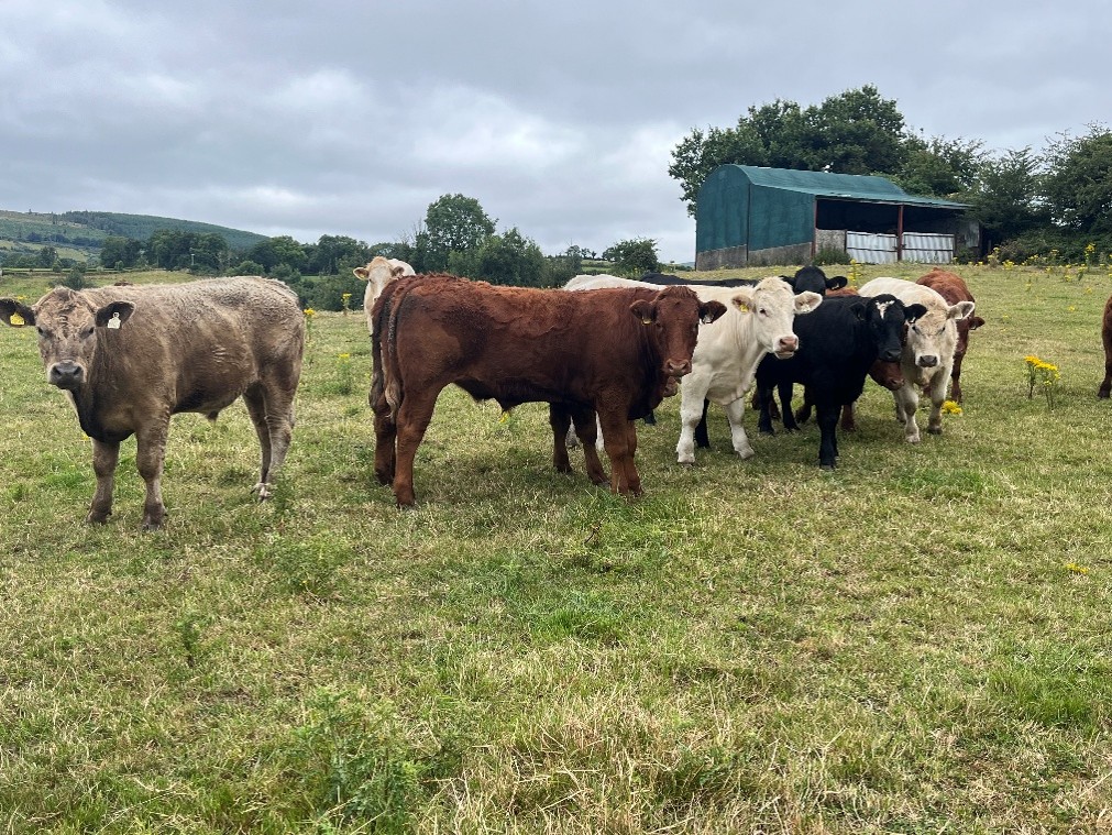 Steers in grass field