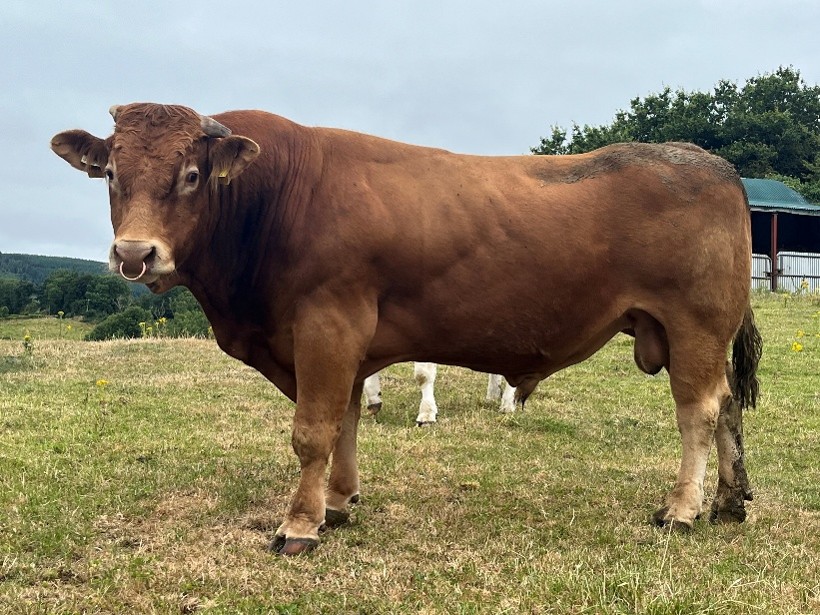 Limousin stock bull in field