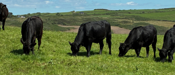 Weanlings grazing 