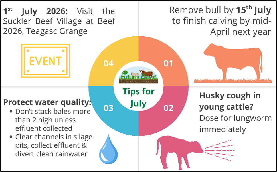 Top tips for July 2026@ Remove bull by 11th July to finish calving in mid April, dose for lungworm is husky cough in calves, protect water qulaity by not stacking bales more than 2 high, clearing channels in silage pits, collecting effluent and diverting clean water and Visit suckler beef village at Beef2026 on 1st July