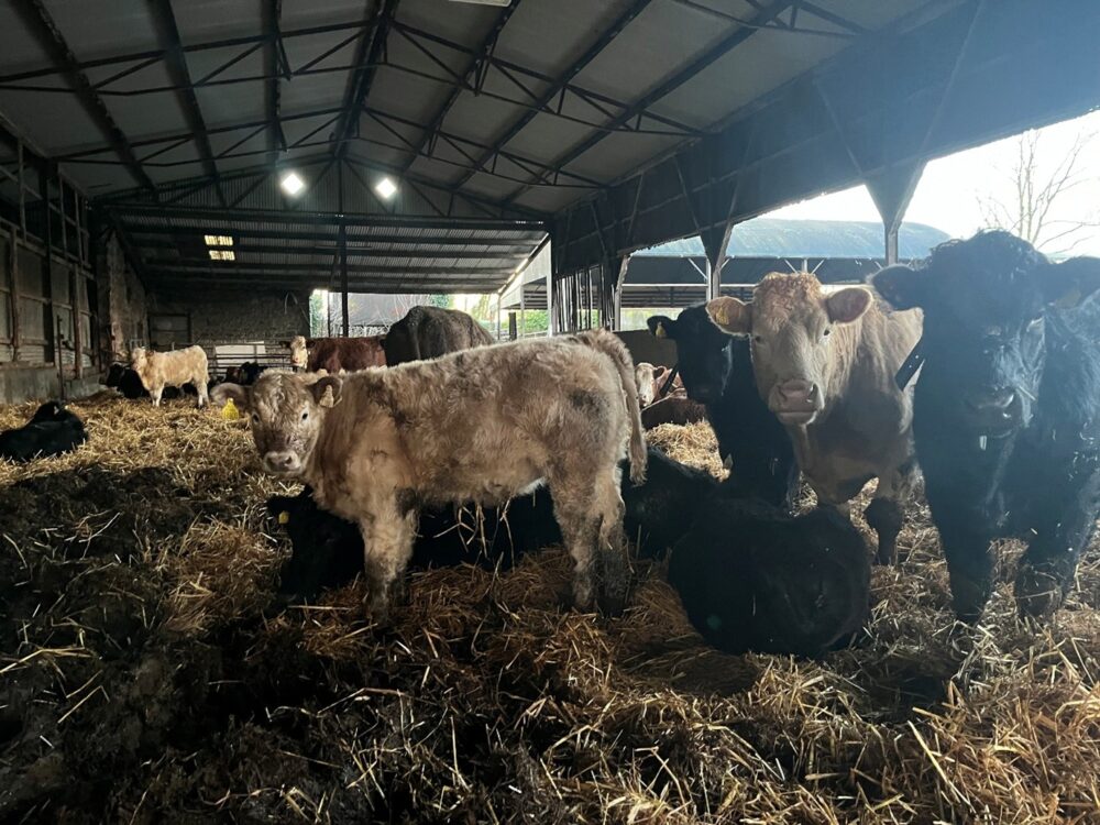 Suckler cows and calf in straw bedded shed on organic farm