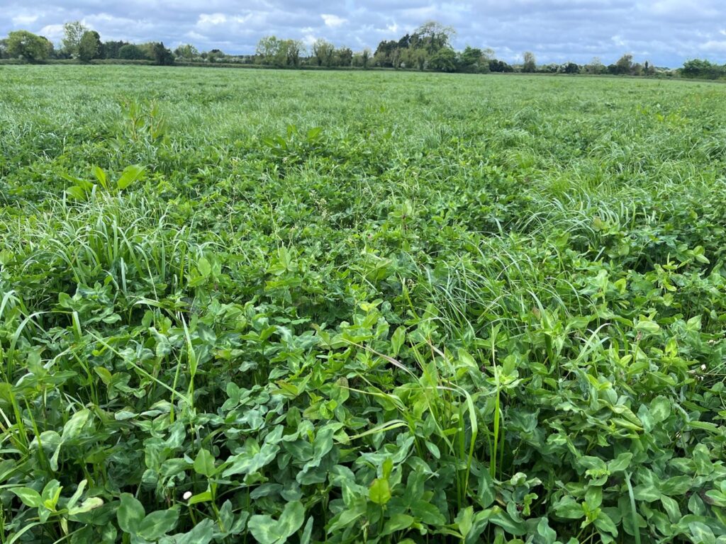 Red clover silage cropping standing in field