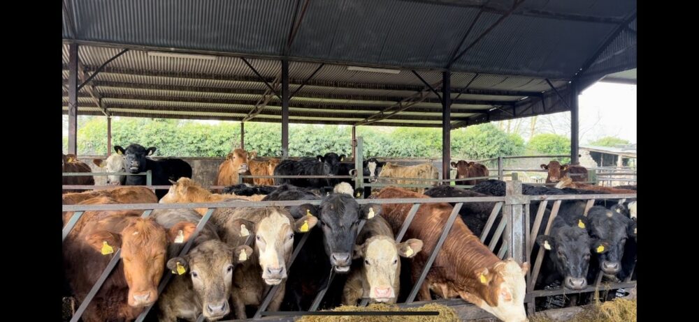 Continental store cattle in straw bedded shed