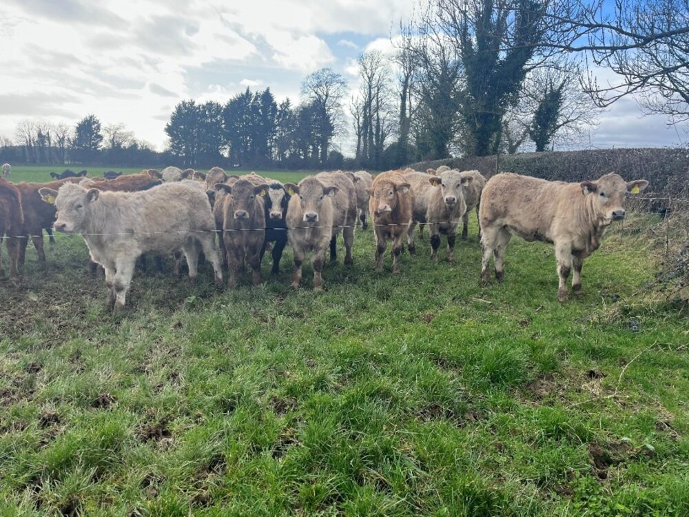 Continental weanlings standing at a gap in a grass field