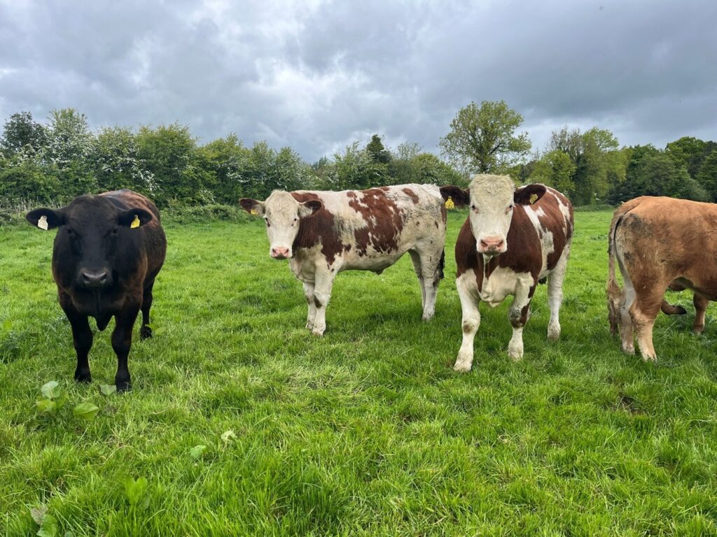 Suckler beef bullocks in grass field