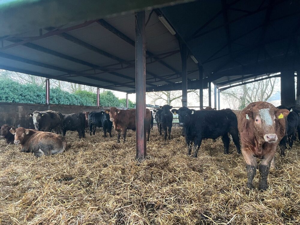Autumn 2024 born cattle in straw bedded shed
