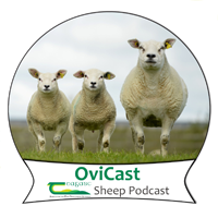 LOGO sheep podcast