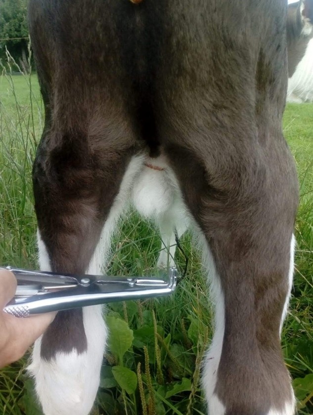 Castrating a bullock using a lamb ring