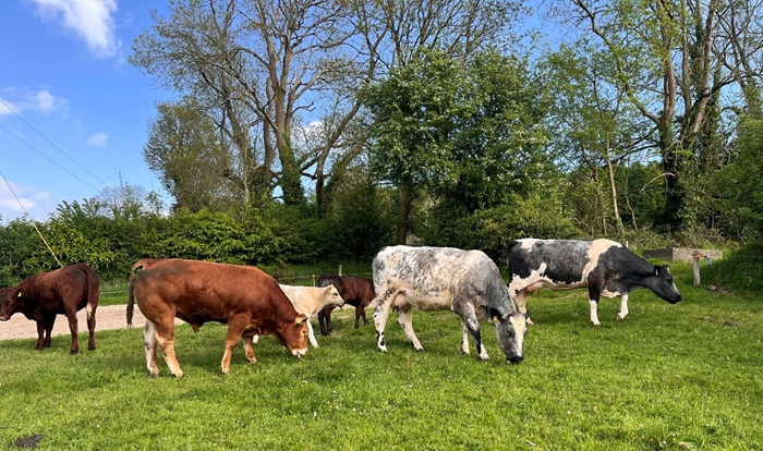 The benefits of scanning suckler cows