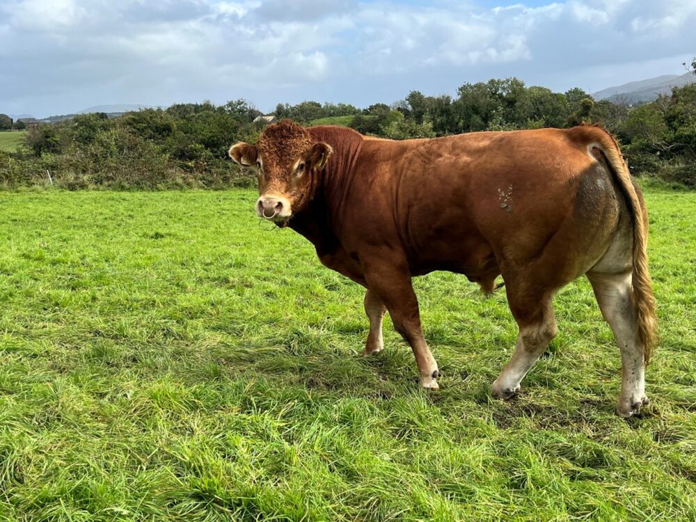 Limousin stock bull in field